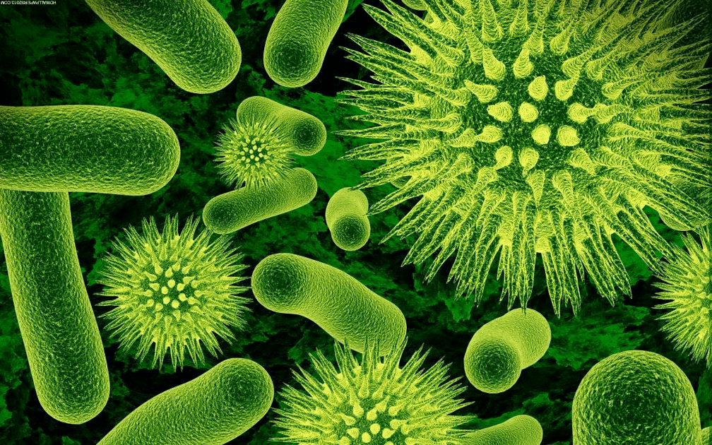 cum pătrund bacteriile în organism